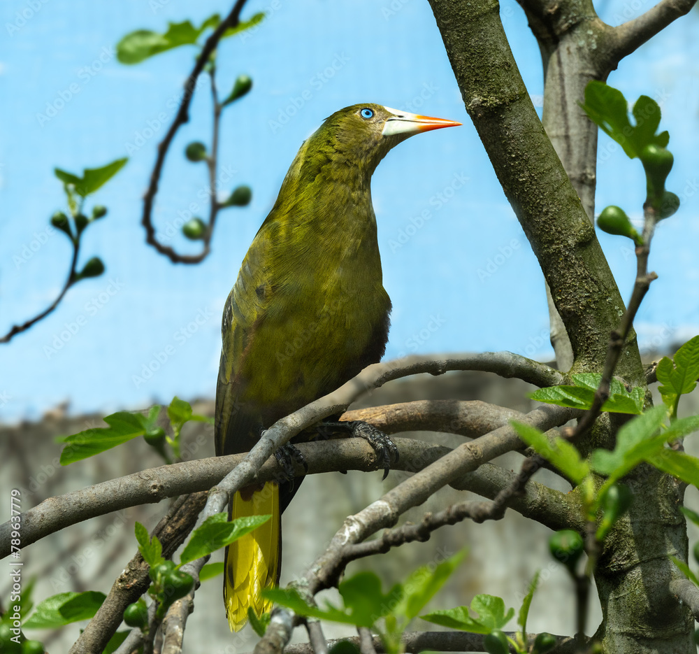 Obraz premium Green oropendola, Psarocolius viridis with pale bill with an orange tip sits on the tree branch. Close up