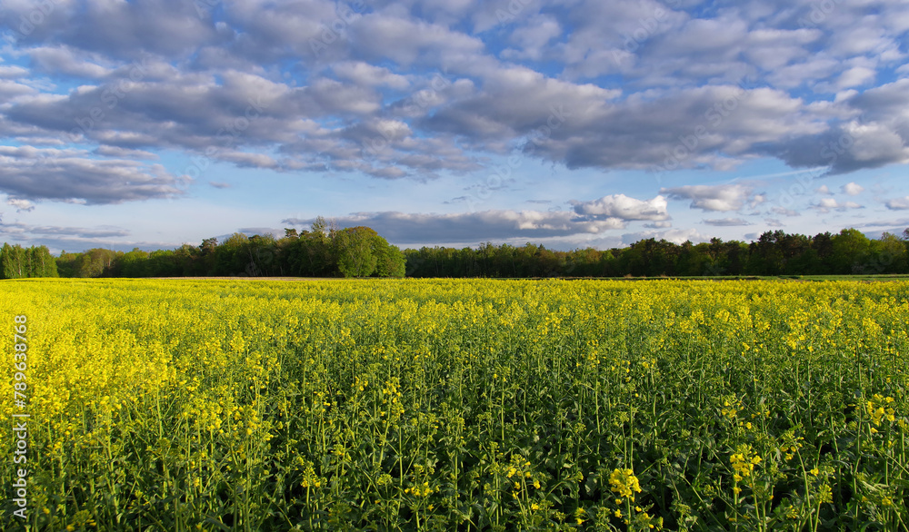 Fototapeta premium Krajobraz rolniczy, uprawy rzepaku w Europie, Polska. 