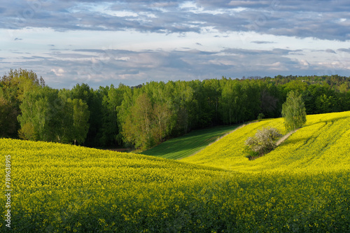 Krajobraz rolniczy, uprawy rzepaku w Europie, Polska.  photo