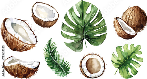 A set of watercolor coconut and palm leaves vector illustrations. Collection of isolates for labels, prints, banners. Watercolor illustration on white background. Summer fruit painting illustration