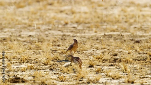 Peregrine falcon and Cape ground squirrel or Xerinae on ground. photo
