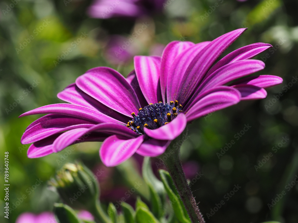 Flor violeta de Dimorphotheca ecklonis a plena luz del día Flor violeta de Dimorphotheca ecklonis a plena luz del día