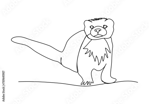 Ferret. One line drawing vector illustration.