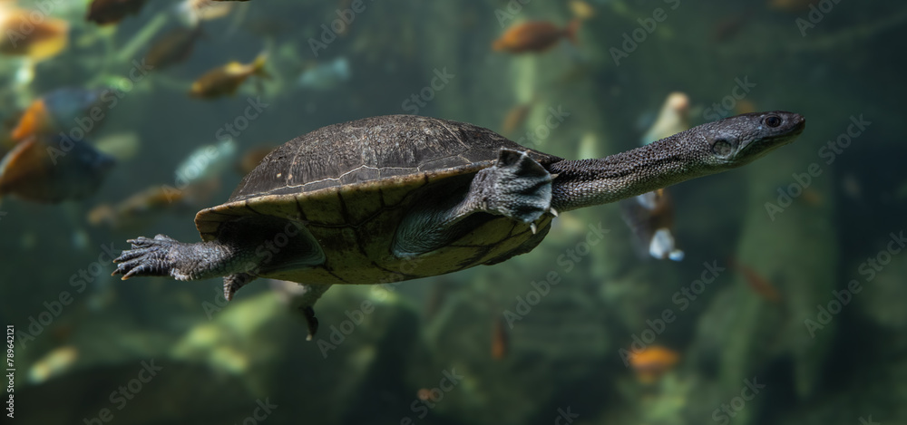Obraz premium Roti Island snake-necked turtle / McCord‘s snakeneck turtle (Chelodina mccordi) on the ground.