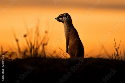 Lone Blackfooted Ferret hunting at dusk, its figure silhouetted against the fading light, emphasizing its nocturnal nature photo