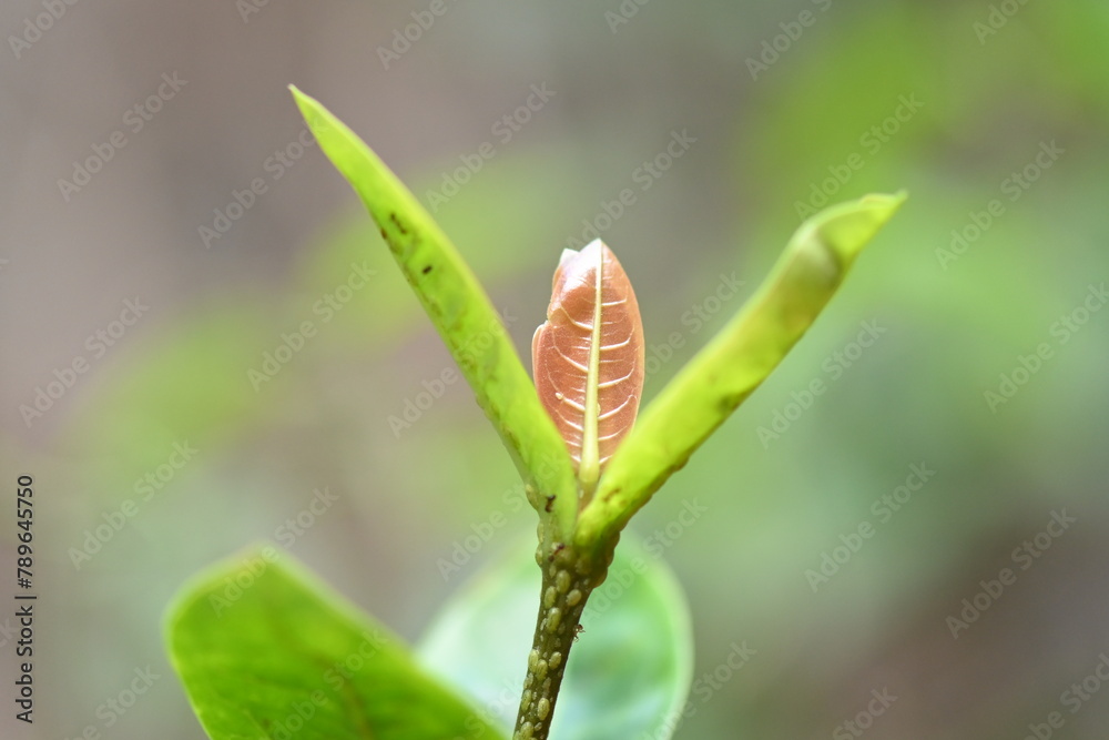 macro photography ixora plant fungus disease on flower macro photography ixora plant fungus disease on flower