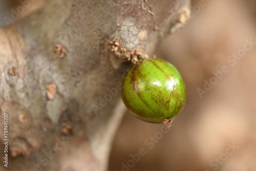 jaboticaba fruit macro photography nature plant with fruit growing typical plant from the Brazilian center west photo