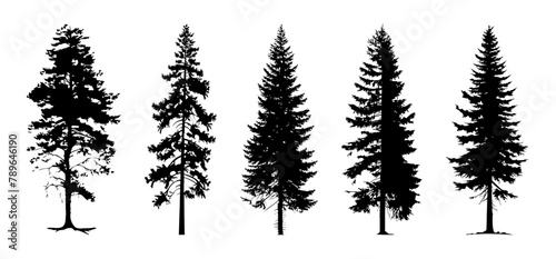 Set of silhouette spruce line drawing. Side view set of graphics trees elements outline symbol for architecture and landscape design drawing. Vector isolated illustration in stroke fill in white