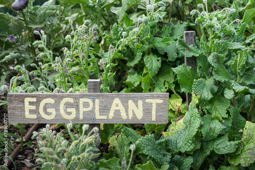 Eggplant wooden sign in front of a garden full of organic plants