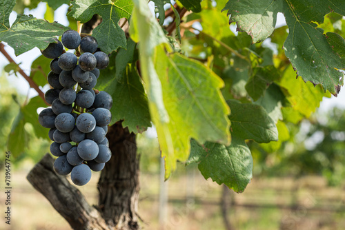 A cluster of purple grapes hanging from a green vine in a vineyard photo