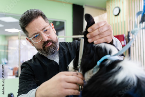 Male groomer doing haircut on dog. photo