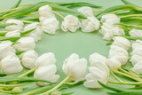 White tulips on a pastel green background. Blooming flowers, festive concept for Mother's Day