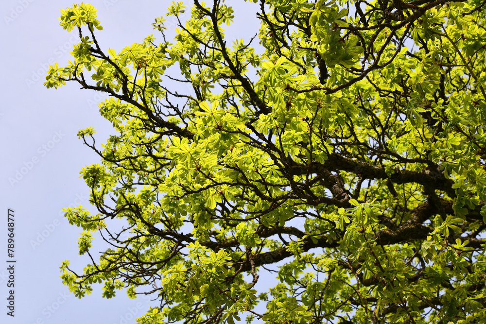 Kastanienbaum mit frischen leuchtenden Laub Kastanienbaum mit frischen leuchtenden Laub