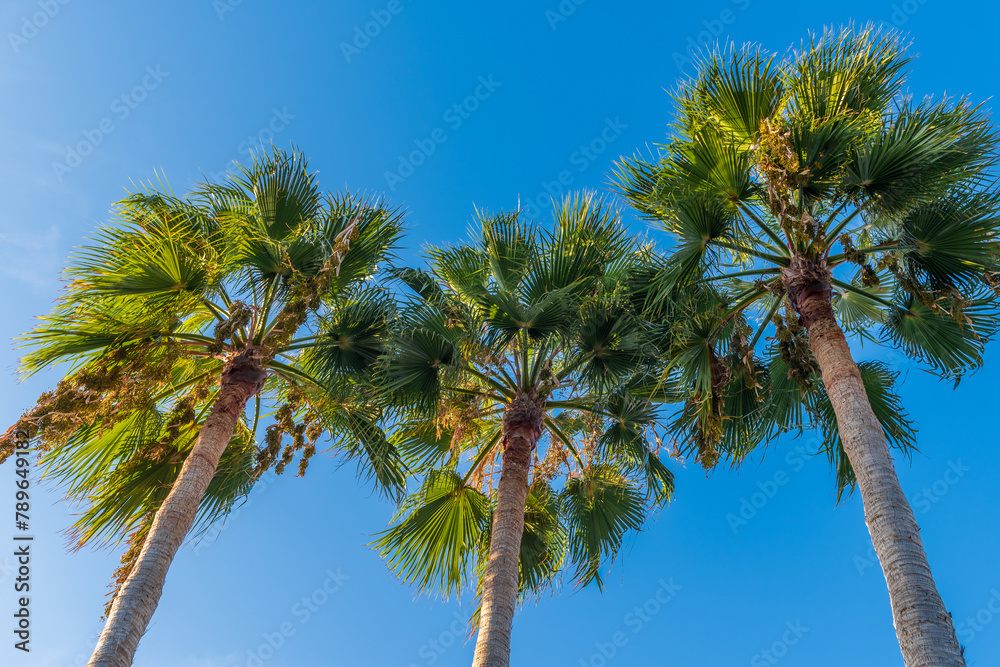 Fototapeta premium Blue sky background with three palm trees and copy space on the sides.