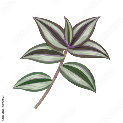 Vector illustration, Tradescantia zebrina, commonly known as Wandering Dude or Inch Plant, isolated on white background.