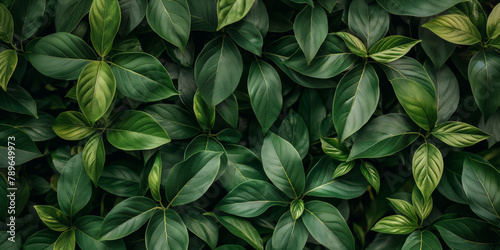 Pattern green leaves background