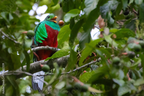 Quetzal im Parque Nacional Los Quetzales in Costa Rica