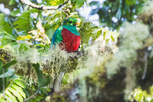 Quetzal im Parque Nacional Los Quetzales in Costa Rica