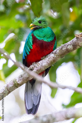 Quetzal im Parque Nacional Los Quetzales in Costa Rica