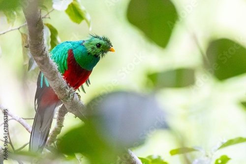 Quetzal im Parque Nacional Los Quetzales in Costa Rica