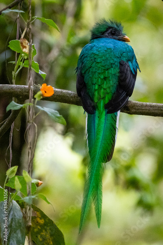 Quetzal im Parque Nacional Los Quetzales in Costa Rica