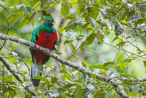 Quetzal im Parque Nacional Los Quetzales in Costa Rica