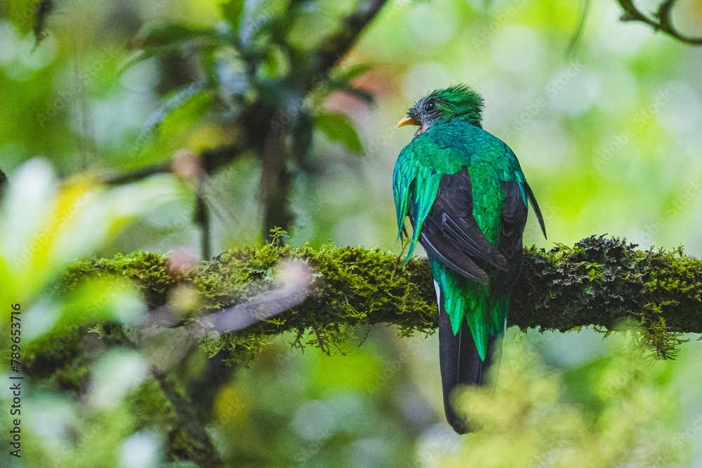 Quetzal im Parque Nacional Los Quetzales in Costa Rica