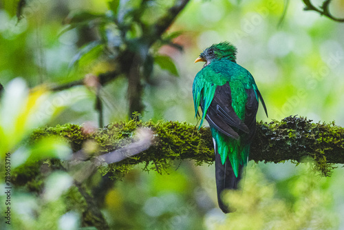 Quetzal im Parque Nacional Los Quetzales in Costa Rica