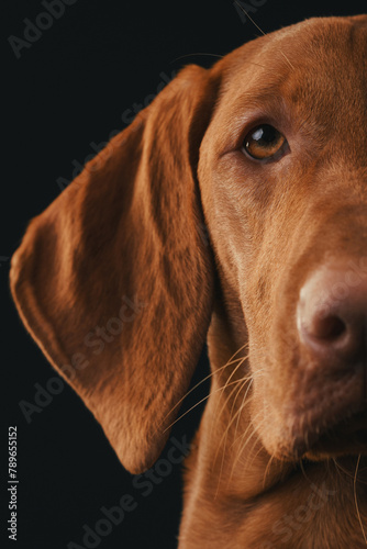 Close-up portrait of a beautiful Vizsla dog against the background