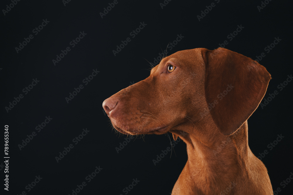 Funny Vizsla breed dog on a black background Funny Vizsla breed dog on a black background