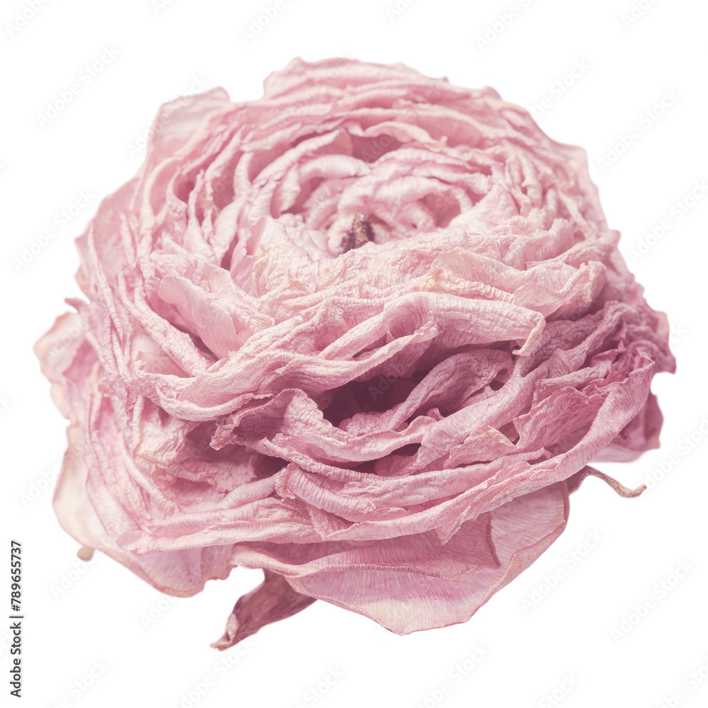 Fototapeta premium Pink peony flower png sticker, transparent background