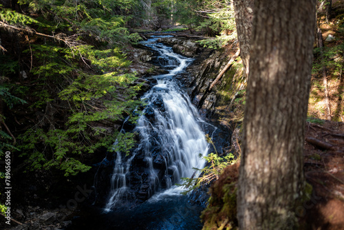 water in enchanted forest