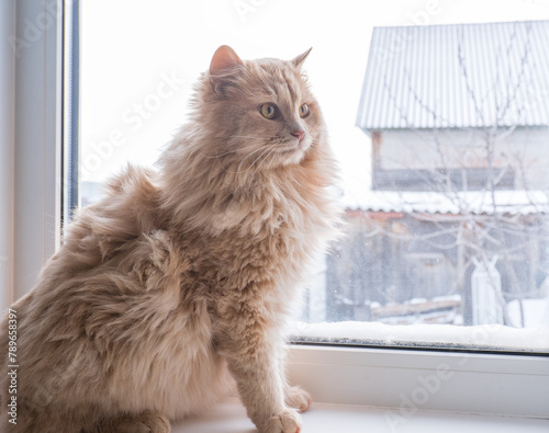 Obraz na płótnie Red fluffy cat sits on the windowsill and looks out the window w salonie