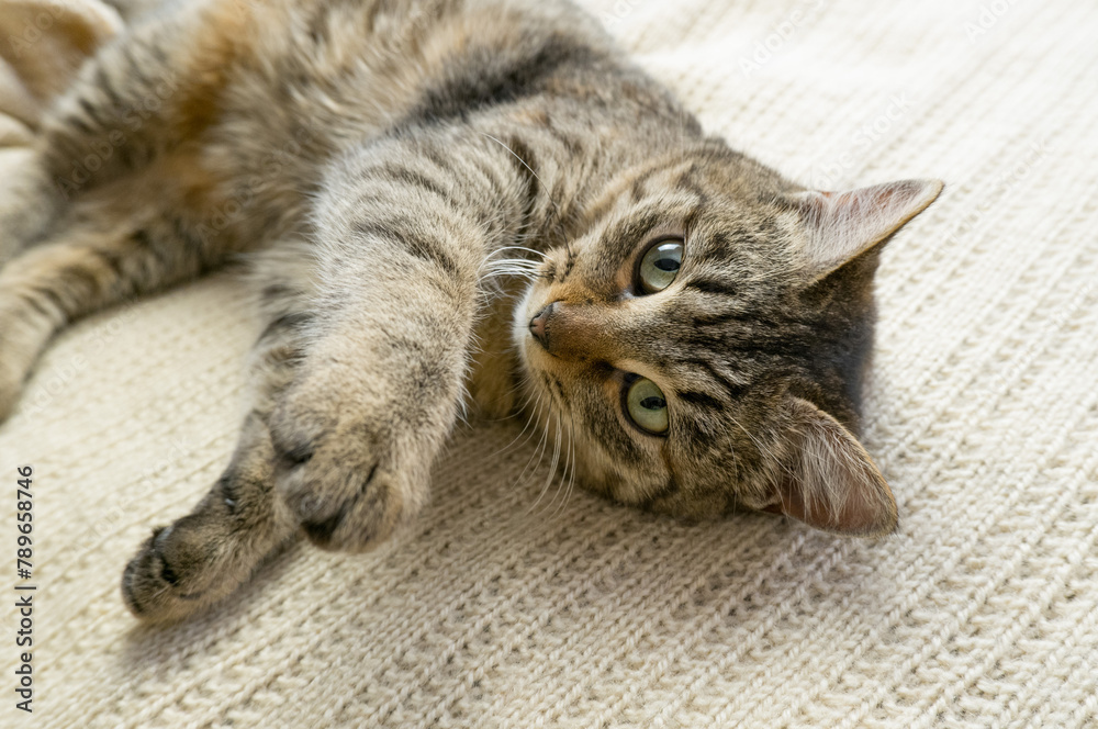 Portrait of a sleeping gray domestic cat on a knitted sweater. The cat lazily dozes