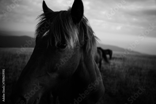 Close-up of a wild horse photo