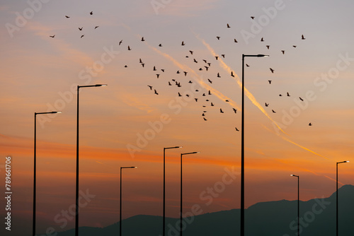 Birds and streetlights at sunset photo