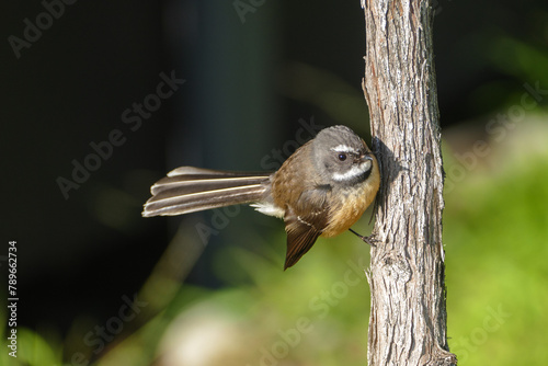 Piwakawaka (fantail) perches on branch in bright sunshine. photo