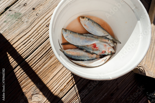 A bucket of dead baitfish fish from above