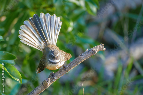 A piwakawaka/Fantail perched on a twig with tail feathers fanned out, new zealand.