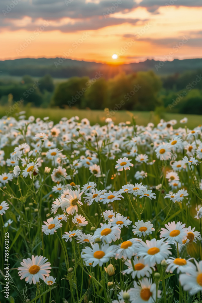Spring landscape of blooming daisies in a meadow with mountains in the background