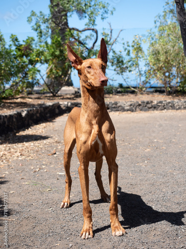 Portrait Purebred native Canarian dog, Podenco Canario front standing