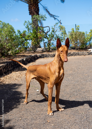 Purebred native Canarian dog, Podenco Canario fron standing