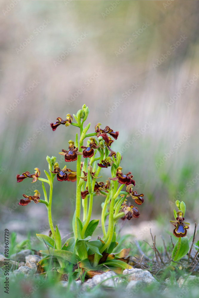 Orchid Mirror orchid. Ophrys speculum or Ophrys ciliata (Ophrys speculum). Monte Doglia, Alghero, Sardinia, Italy Orchid Mirror orchid. Ophrys speculum or Ophrys ciliata (Ophrys speculum). Monte Doglia, Alghero, Sardinia, Italy