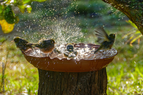 Tableau sur toile four Silvereye (Tauhou) making a splash in a bird bath in afternoon sun, new zea