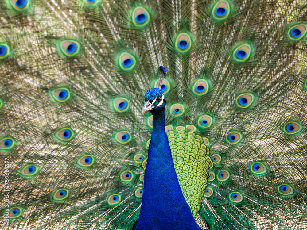 Fototapeta premium Pfau