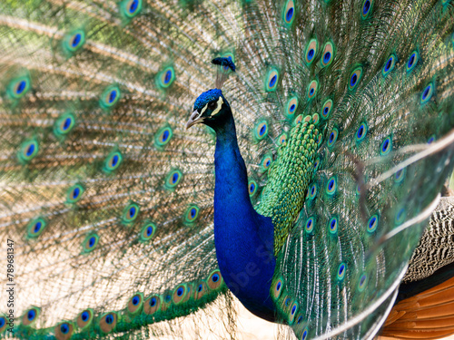 Pfau photo