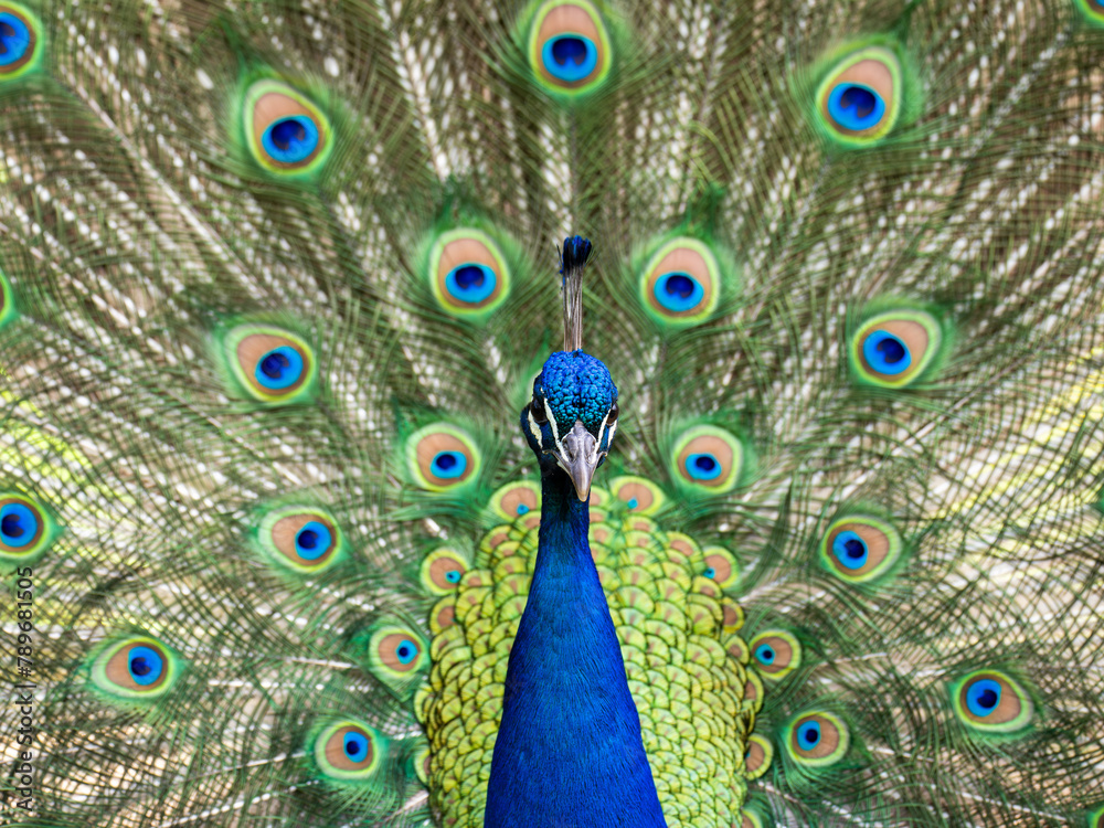 Obraz premium Pfau