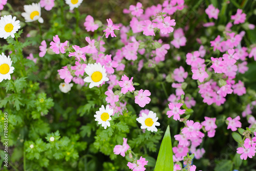 White daisy with silene pendula pink flower in the garden