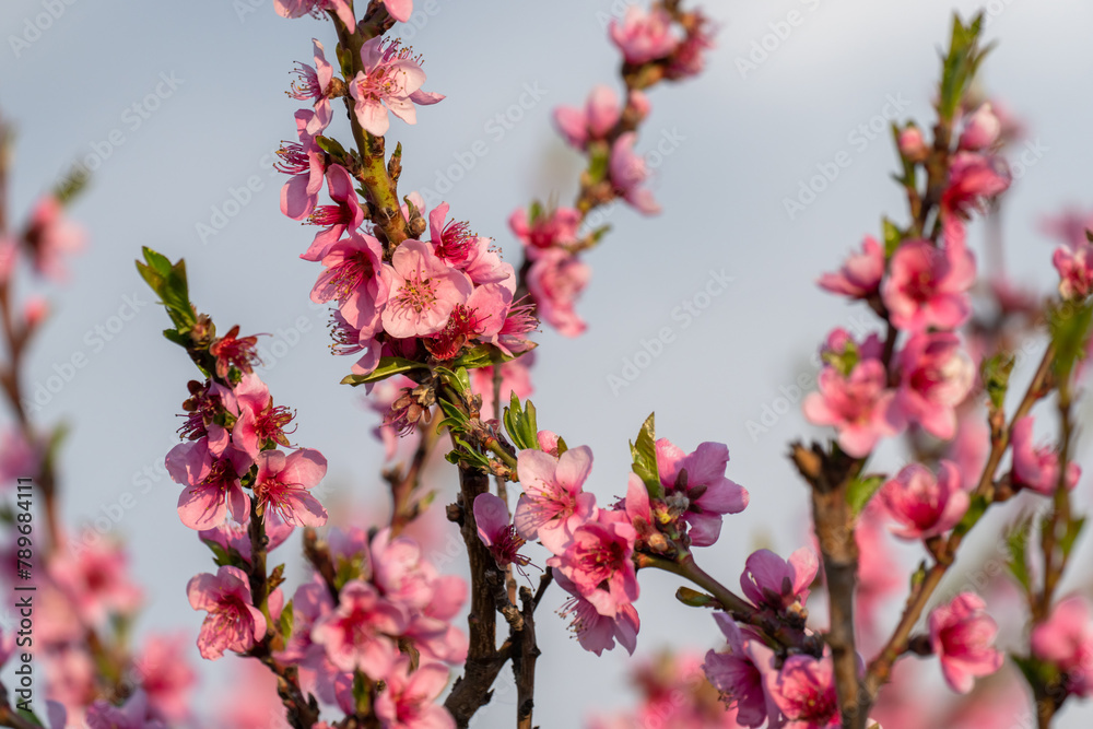 A branch with pink peach blossoms in spring A branch with pink peach blossoms in spring