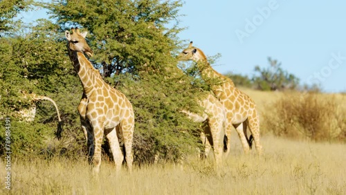 South African Giraffes (Giraffa camelopardalis) eating leaves